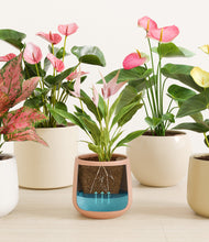 Load image into Gallery viewer, Petal Power