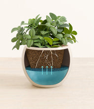 Load image into Gallery viewer, Shiny EggWhite