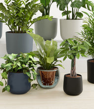 Load image into Gallery viewer, Deep Forest stand:all