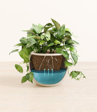 Load image into Gallery viewer, Shiny EggWhite