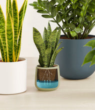 Load image into Gallery viewer, Earthy