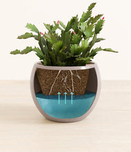 Load image into Gallery viewer, Winter Clouds