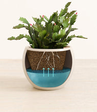 Load image into Gallery viewer, Shiny EggWhite