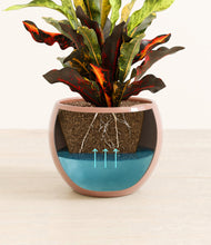 Load image into Gallery viewer, Calm Rose