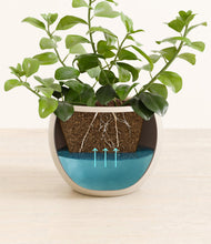 Load image into Gallery viewer, Shiny EggWhite