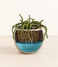 Load image into Gallery viewer, Desert Brown