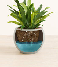 Load image into Gallery viewer, Deep Ocean