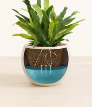 Load image into Gallery viewer, Shiny EggWhite