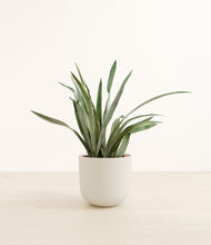 Load image into Gallery viewer, Natural Bamboo*****Profile