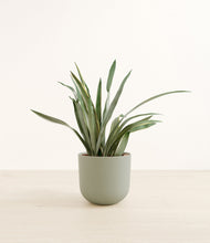 Load image into Gallery viewer, Sage Green*****Profile