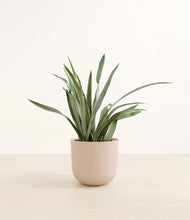 Load image into Gallery viewer, Sandy Pink*****Profile