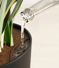 Load image into Gallery viewer, Stone Black stand:all