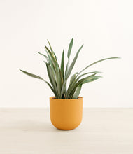 Load image into Gallery viewer, Sunset Orange*****Profile