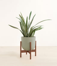 Load image into Gallery viewer, Sage Green stand:walnut