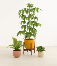 Load image into Gallery viewer, Evening Sky stand:one_stand