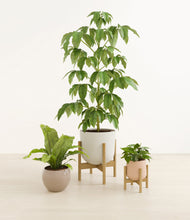 Load image into Gallery viewer, Sandy stand:two_stands