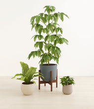 Load image into Gallery viewer, Summer Mist stand:one_stand