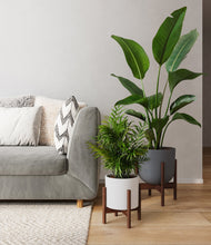 Load image into Gallery viewer, Aloe Vera stand:two_stands