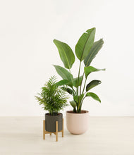 Load image into Gallery viewer, Olive Branch stand:one_stand