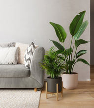 Load image into Gallery viewer, Olive Branch stand:one_stand