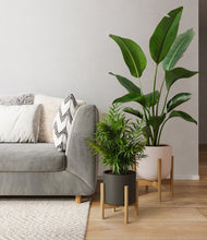 Load image into Gallery viewer, Olive Branch stand:two_stands