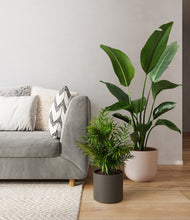 Load image into Gallery viewer, Olive Branch