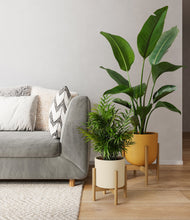 Load image into Gallery viewer, Tiger Lily stand:two_stands