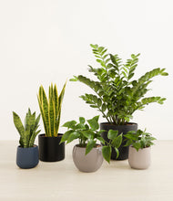 Load image into Gallery viewer, Charcoal