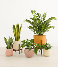 Load image into Gallery viewer, Enlightened Oasis