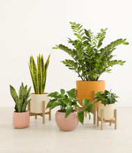 Load image into Gallery viewer, Evening Sky stand:three_stands