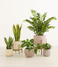 Load image into Gallery viewer, Sandy stand:two_stands