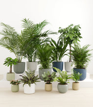 Load image into Gallery viewer, Earthy*****Profile