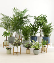 Load image into Gallery viewer, Earthy stand:five_stands