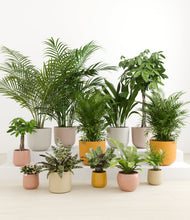 Load image into Gallery viewer, Evening Sky*****Profile