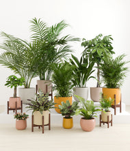 Load image into Gallery viewer, Evening Sky stand:five_stands