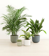 Load image into Gallery viewer, Earthy