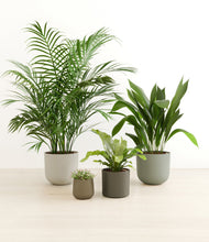 Load image into Gallery viewer, Woodland