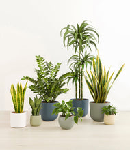 Load image into Gallery viewer, Earthy