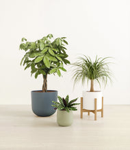 Load image into Gallery viewer, Earthy stand:one_stand