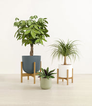 Load image into Gallery viewer, Earthy stand:two_stands