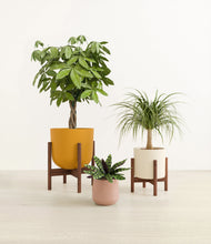 Load image into Gallery viewer, Evening Sky stand:two_stands