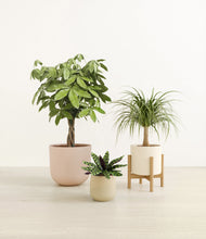 Load image into Gallery viewer, Sandy stand:one_stand