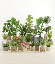 Load image into Gallery viewer, Countryside stand:thirteen_stands