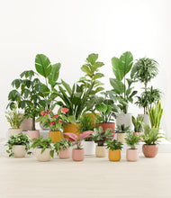 Load image into Gallery viewer, Evening Sky*****Profile