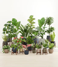 Load image into Gallery viewer, Winding River stand:thirteen_stands