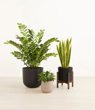 Load image into Gallery viewer, Charcoal stand:one_stand