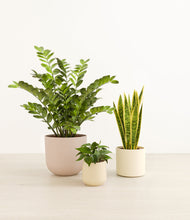 Load image into Gallery viewer, Sandy