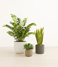 Load image into Gallery viewer, Woodland