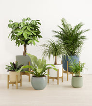 Load image into Gallery viewer, Earthy stand:four_stands