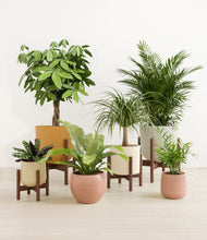 Load image into Gallery viewer, Evening Sky stand:four_stands